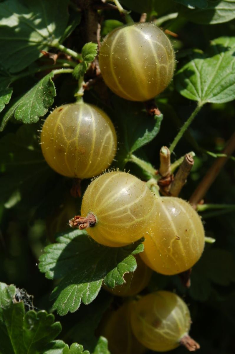 Kleine Gelbe Borstenbeere
