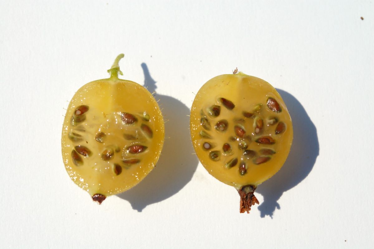 Kleine Gelbe Borstenbeere