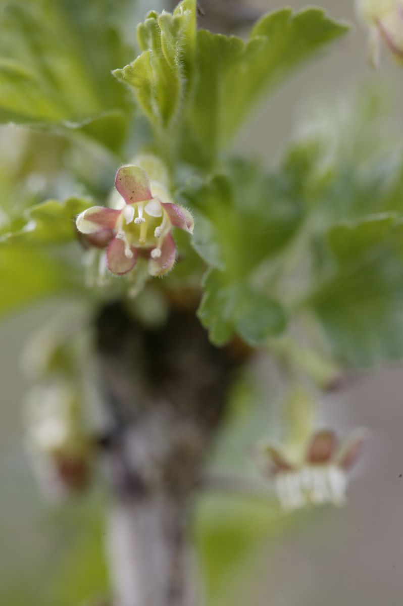 Kleine Gelbe Borstenbeere