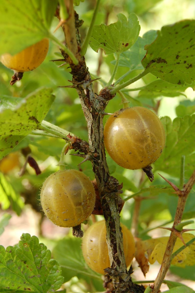 Kleine Gelbe Borstenbeere