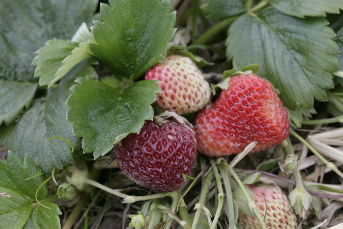 Fragaria chiloensis "Lucida"