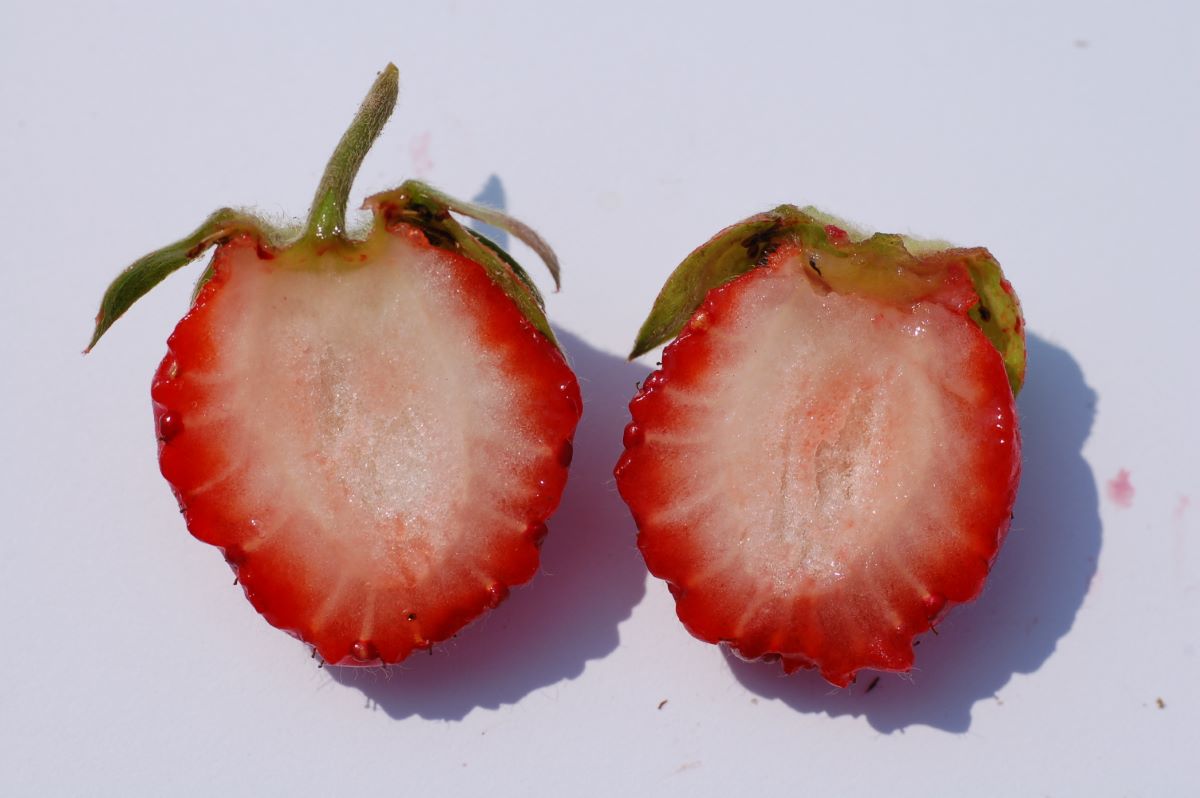 Fragaria chiloensis "Lucida"