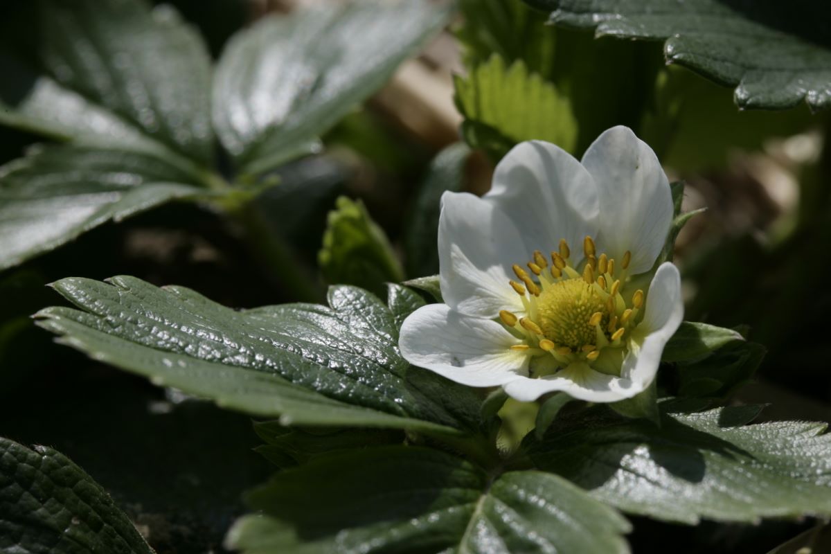 Fragaria chiloensis "Lucida"