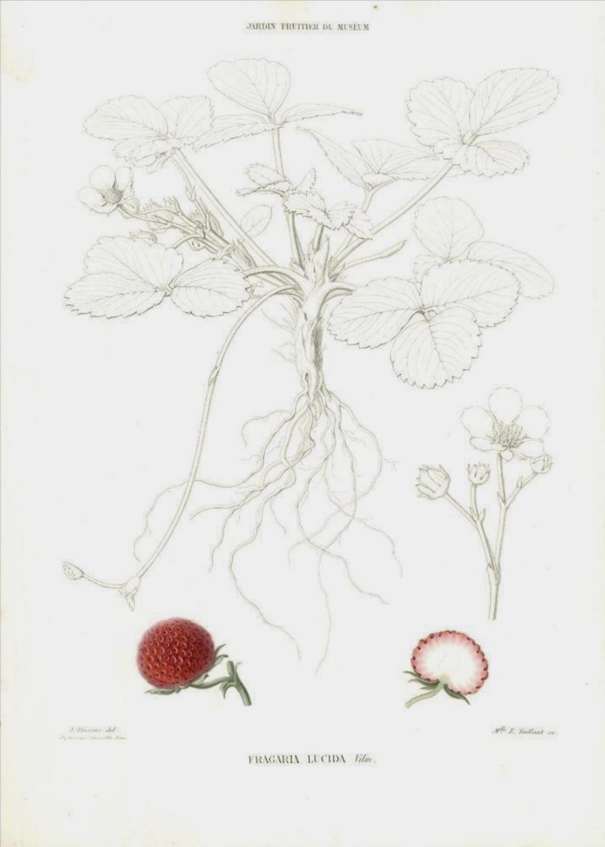 Fragaria chiloensis "Lucida"