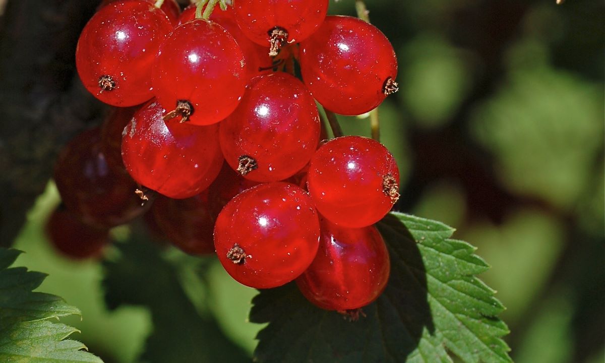 Rouge Piriforme de Goegginger 