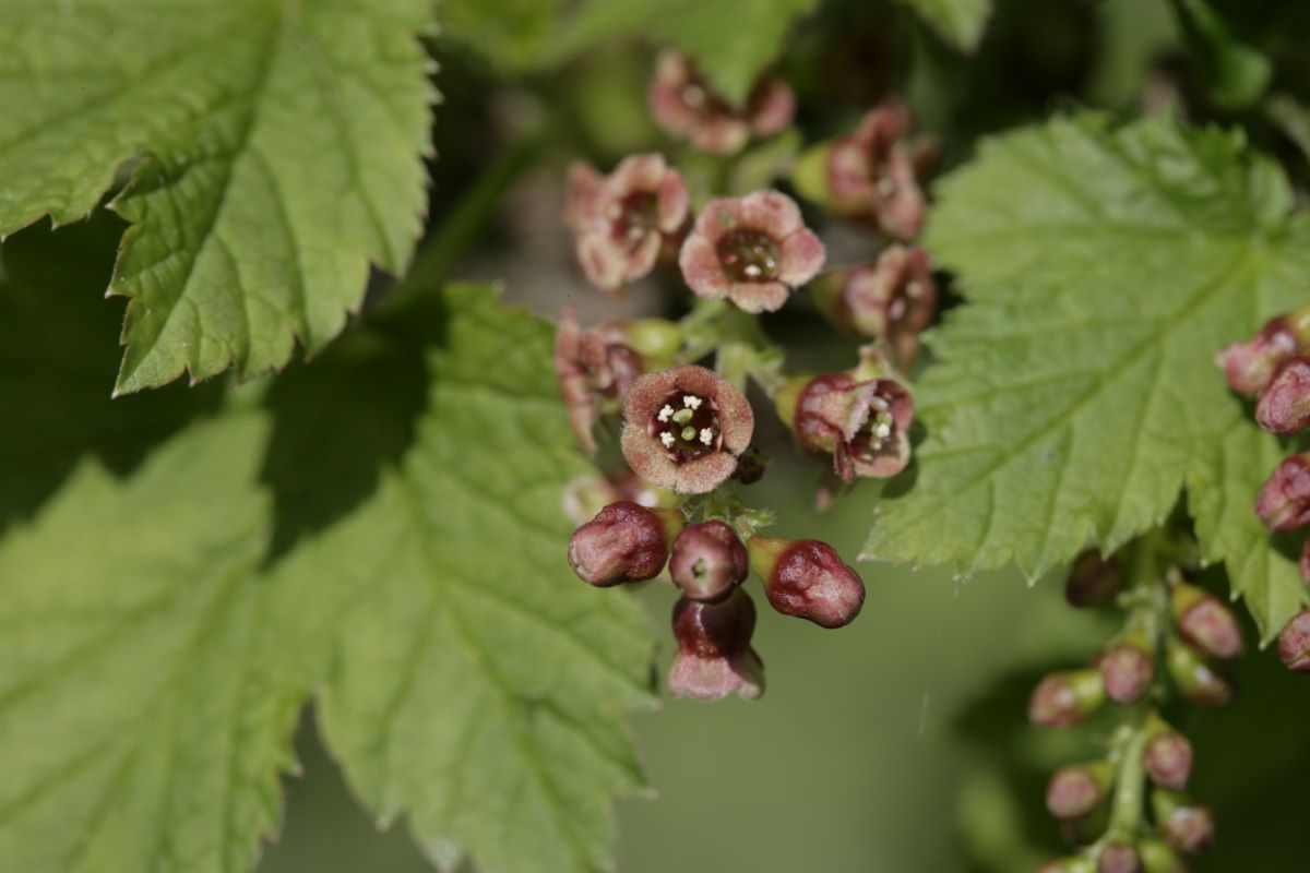 Rouge Piriforme de Goegginger 