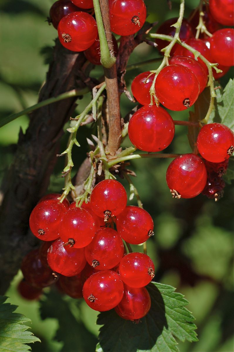 Rouge Piriforme de Goegginger 