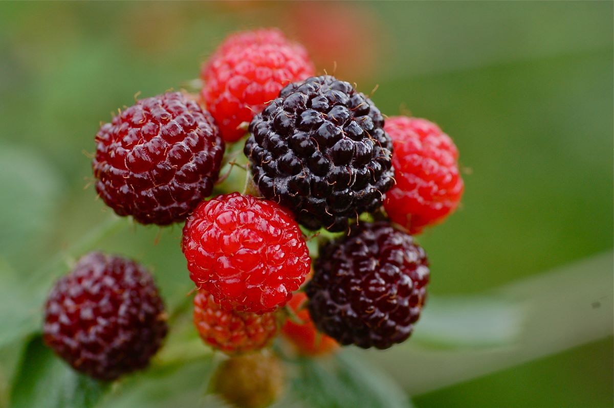Schwarze Himbeeren diverse