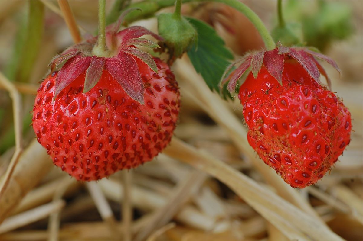 Rosa arancione di Basilea