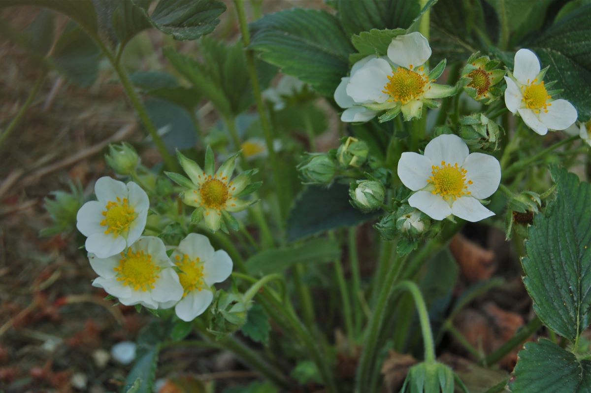 Rosa arancione di Basilea