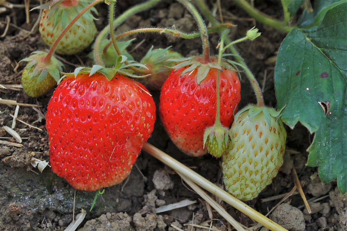 Rouge Orange de Montfaucon