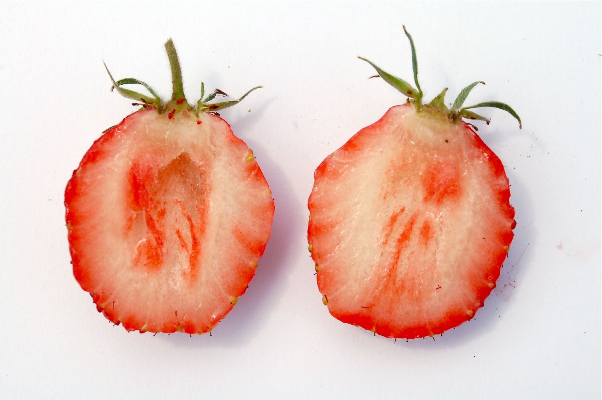 Rouge Orange de Montfaucon