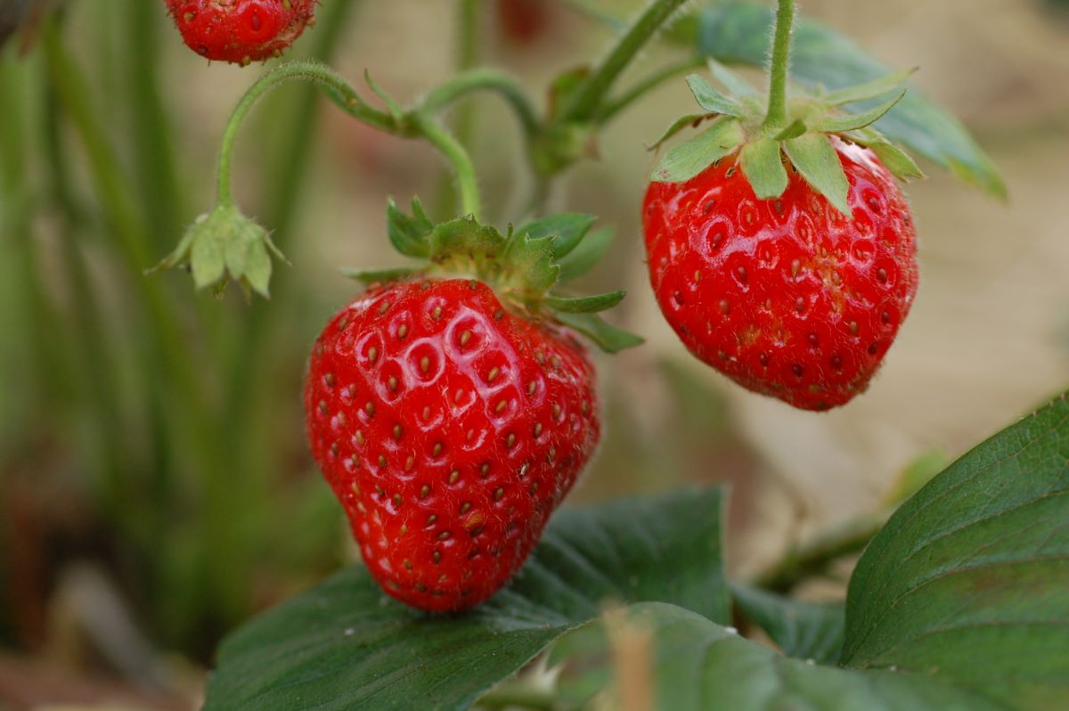 Frühe Remontierende aus Riehen