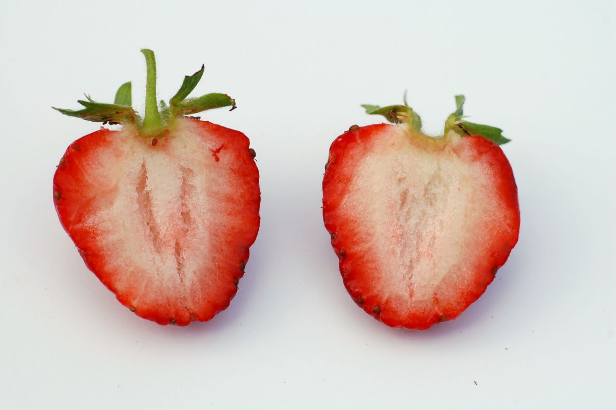 Frühe Remontierende aus Riehen