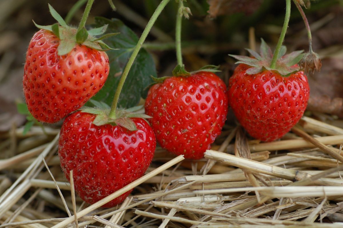 Frühe Remontierende aus Riehen