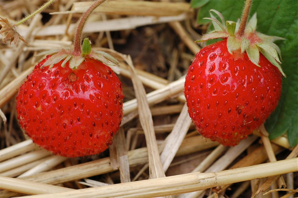 Hellrote aus Urtenen