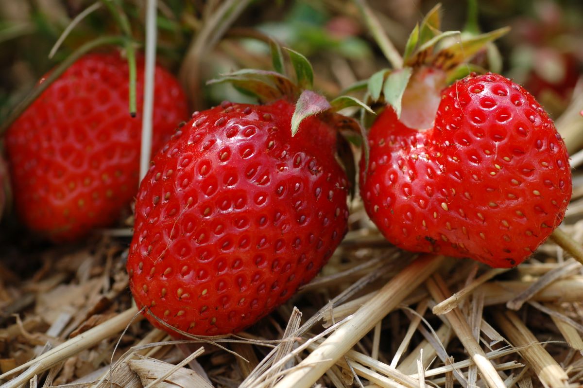 Hellrote aus Urtenen