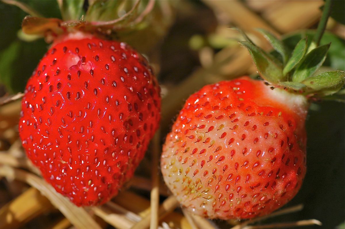 Hellrote aus Urtenen