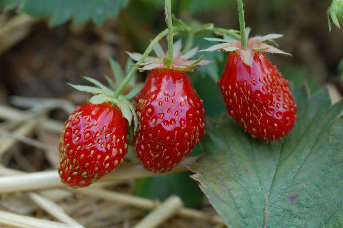 Rossa Oscura di Sachseln