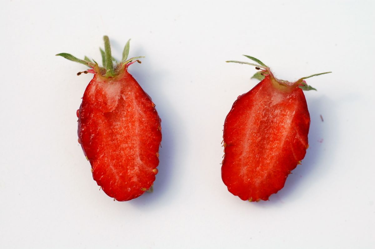 Rossa Oscura di Sachseln