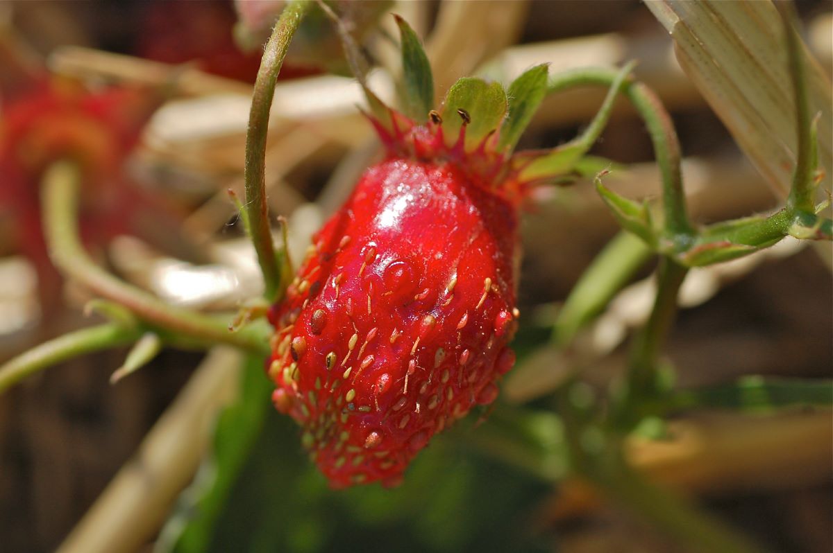 Rossa Oscura di Sachseln