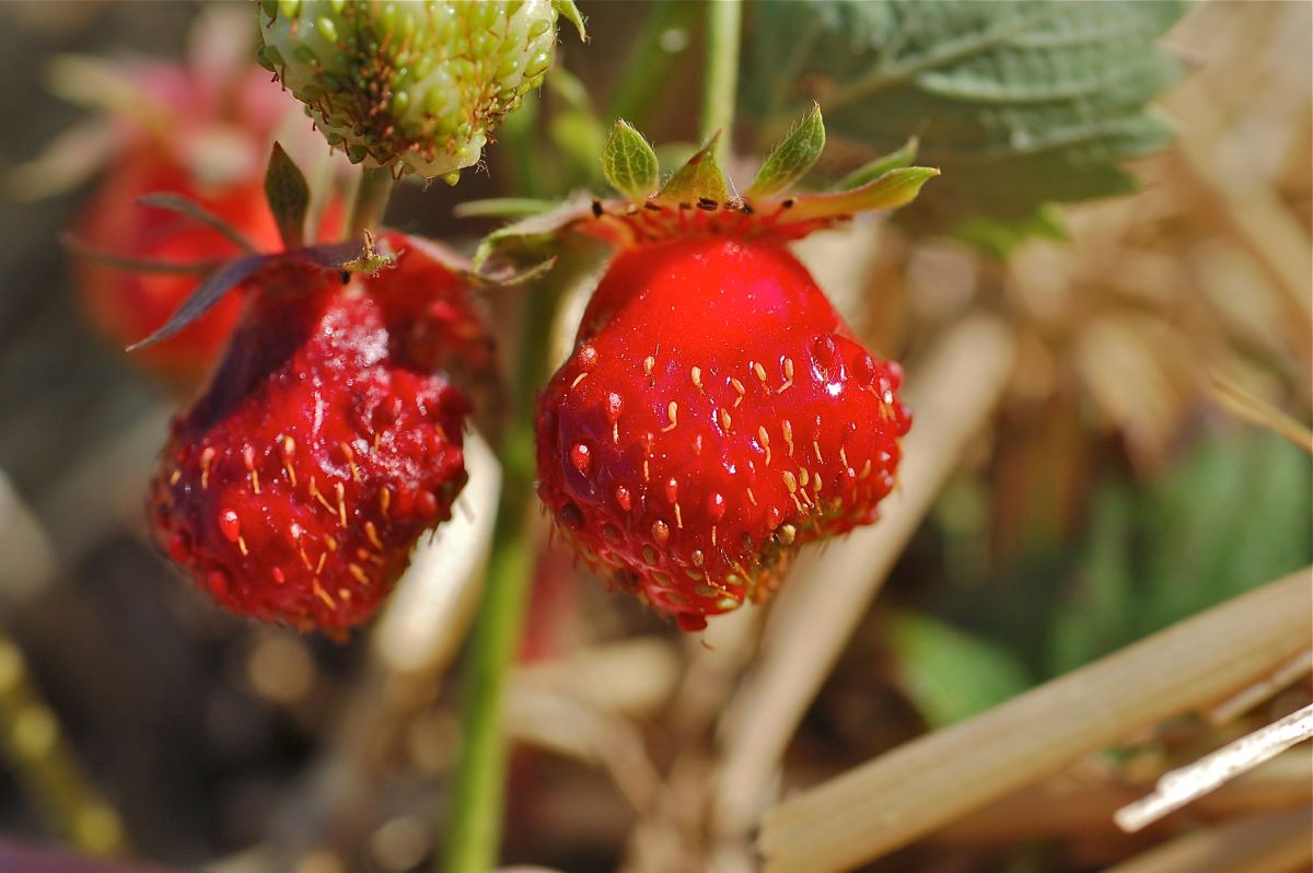 Rossa Oscura di Sachseln