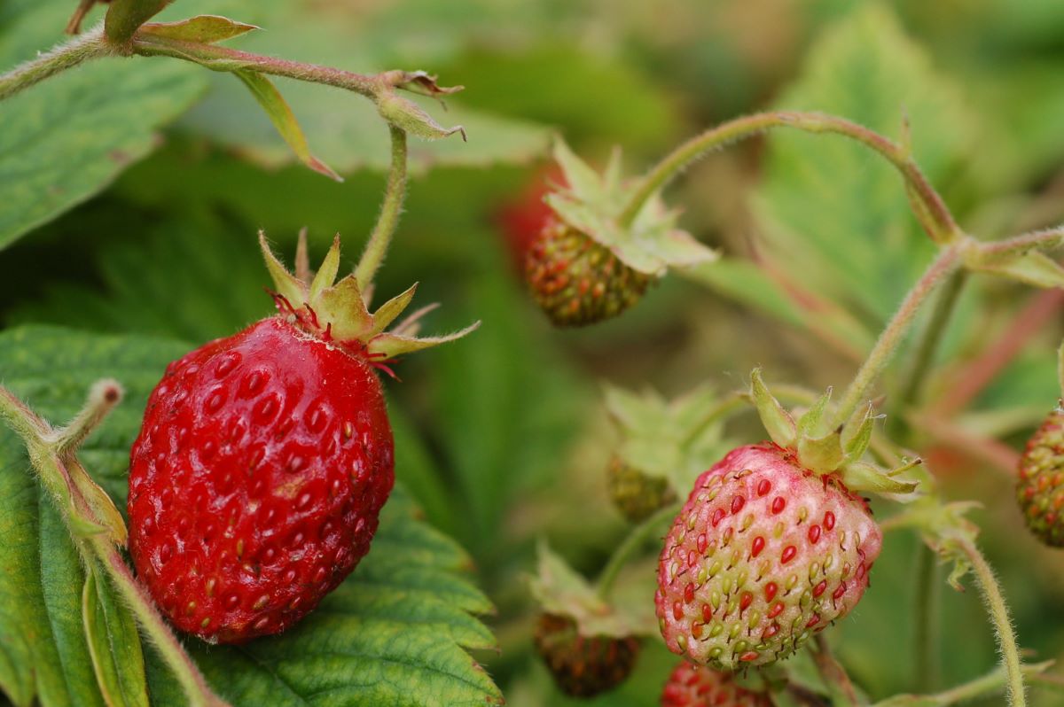 Moschus-Erdbeere aus Bern