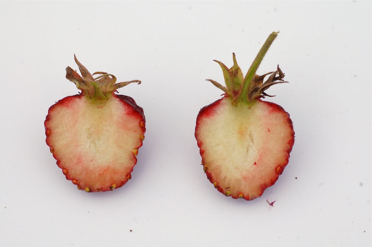 Moschus-Erdbeere aus Bern