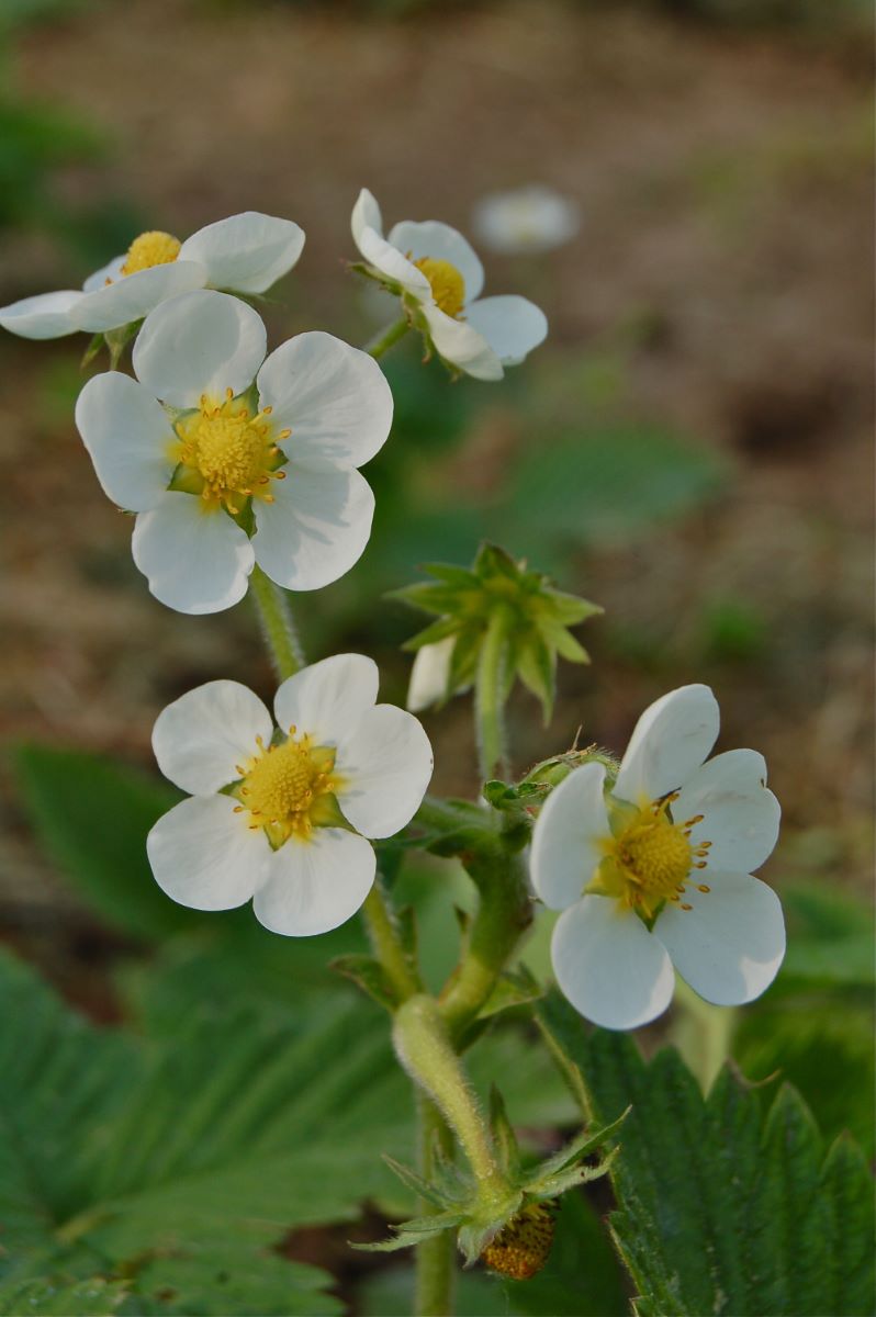 Moschus-Erdbeere aus Bern
