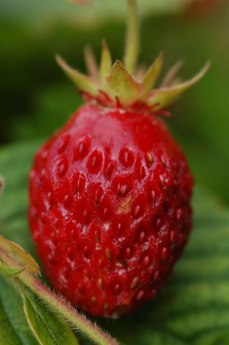 Moschus-Erdbeere aus Bern