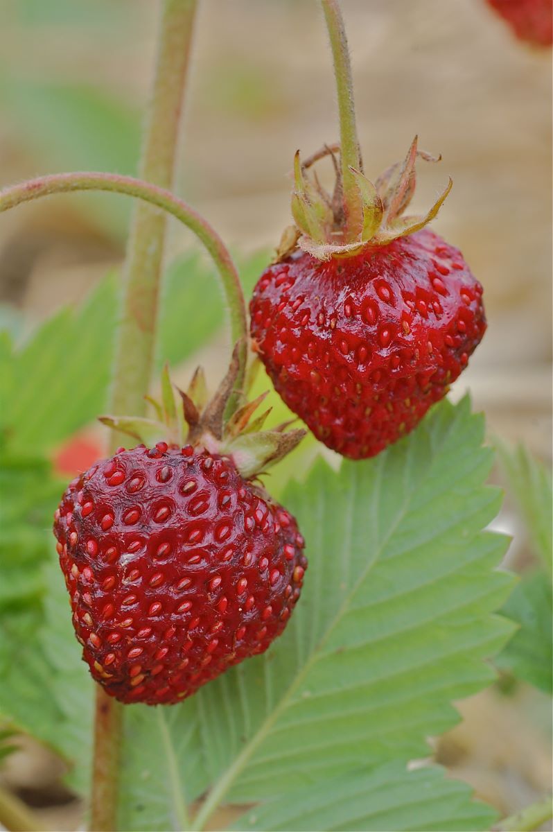 Moschus-Erdbeere aus Bern