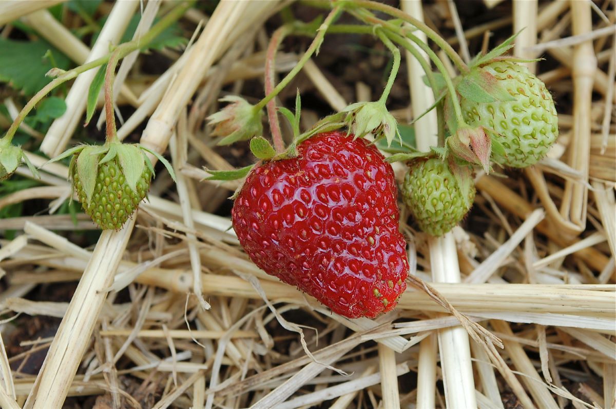 Rossa Scura di Turbach