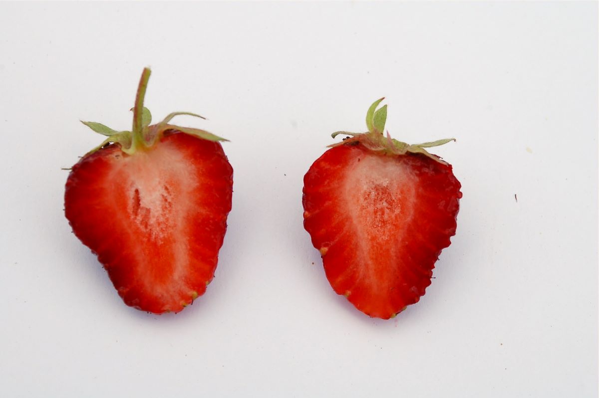 Rossa Scura di Turbach