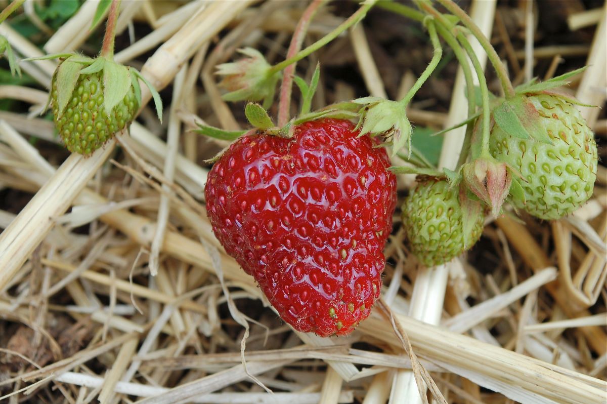 Rossa Scura di Turbach