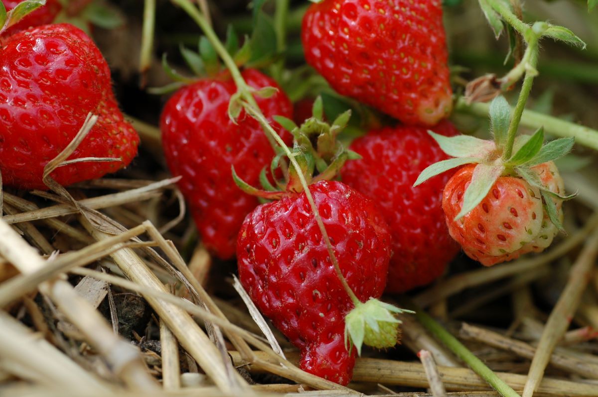 Rossa Chiara di Bienna