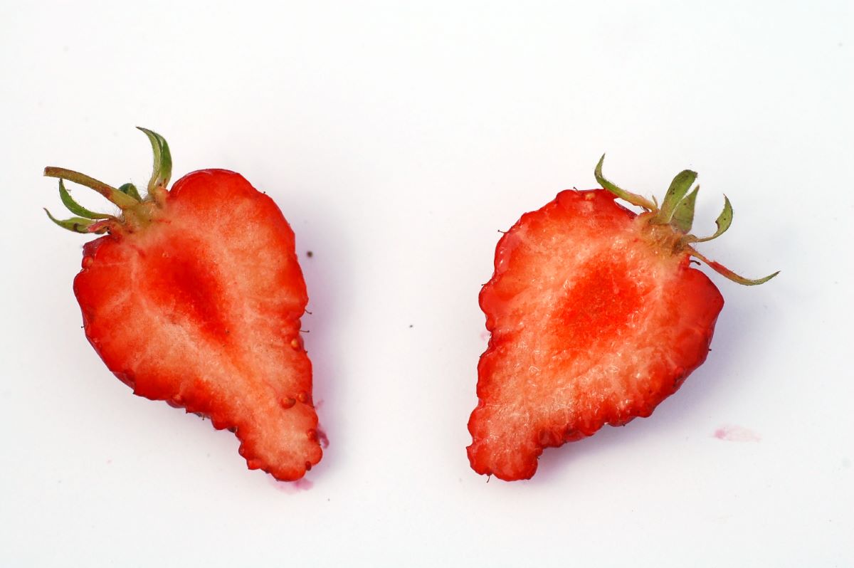 Rossa Chiara di Bienna