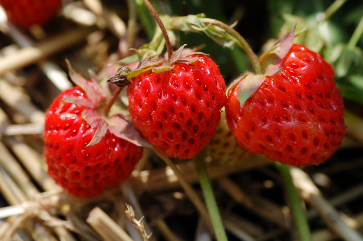 Écarlate de Davesco-Soragno