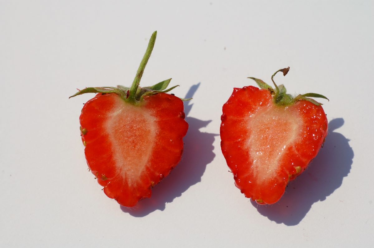 Écarlate de Davesco-Soragno