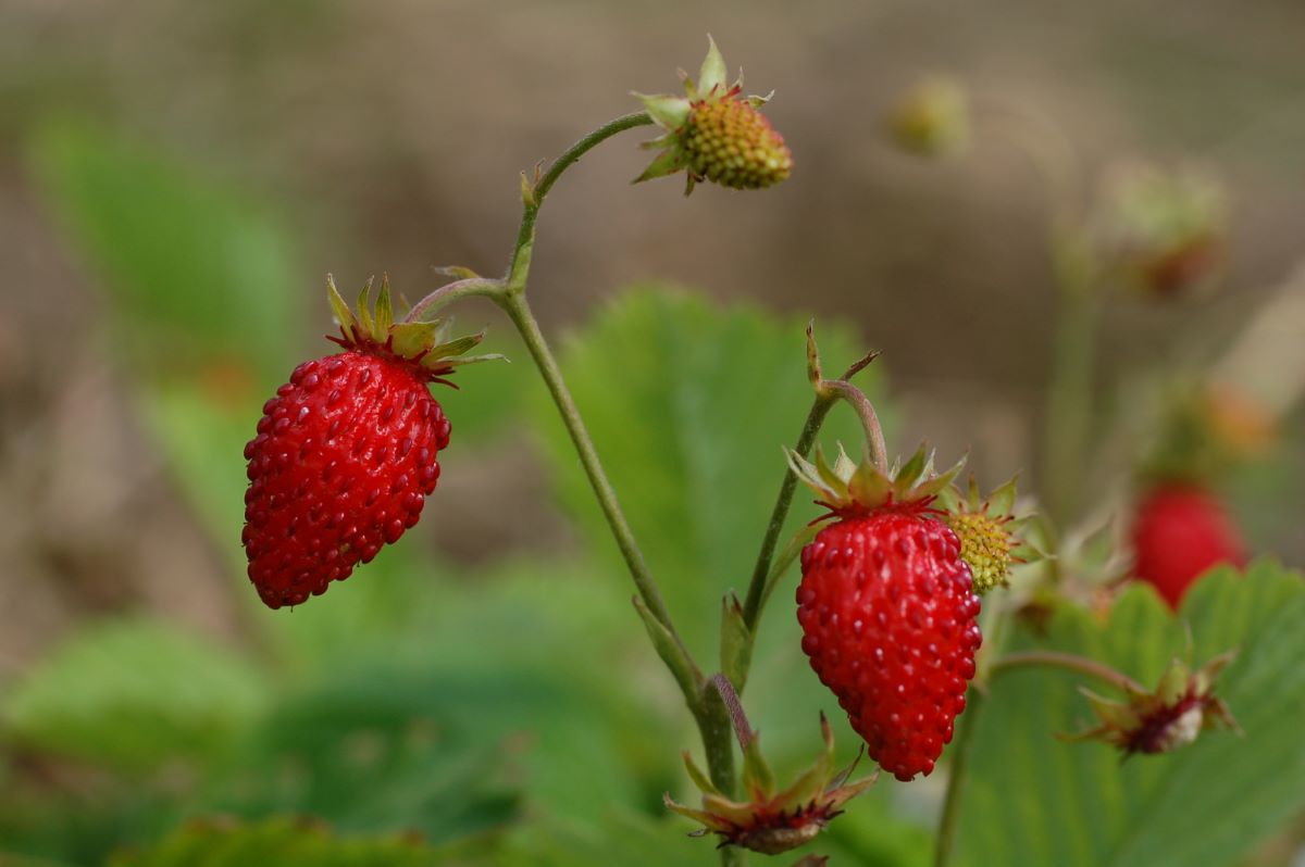Rote Monatserdbeere aus Nidau