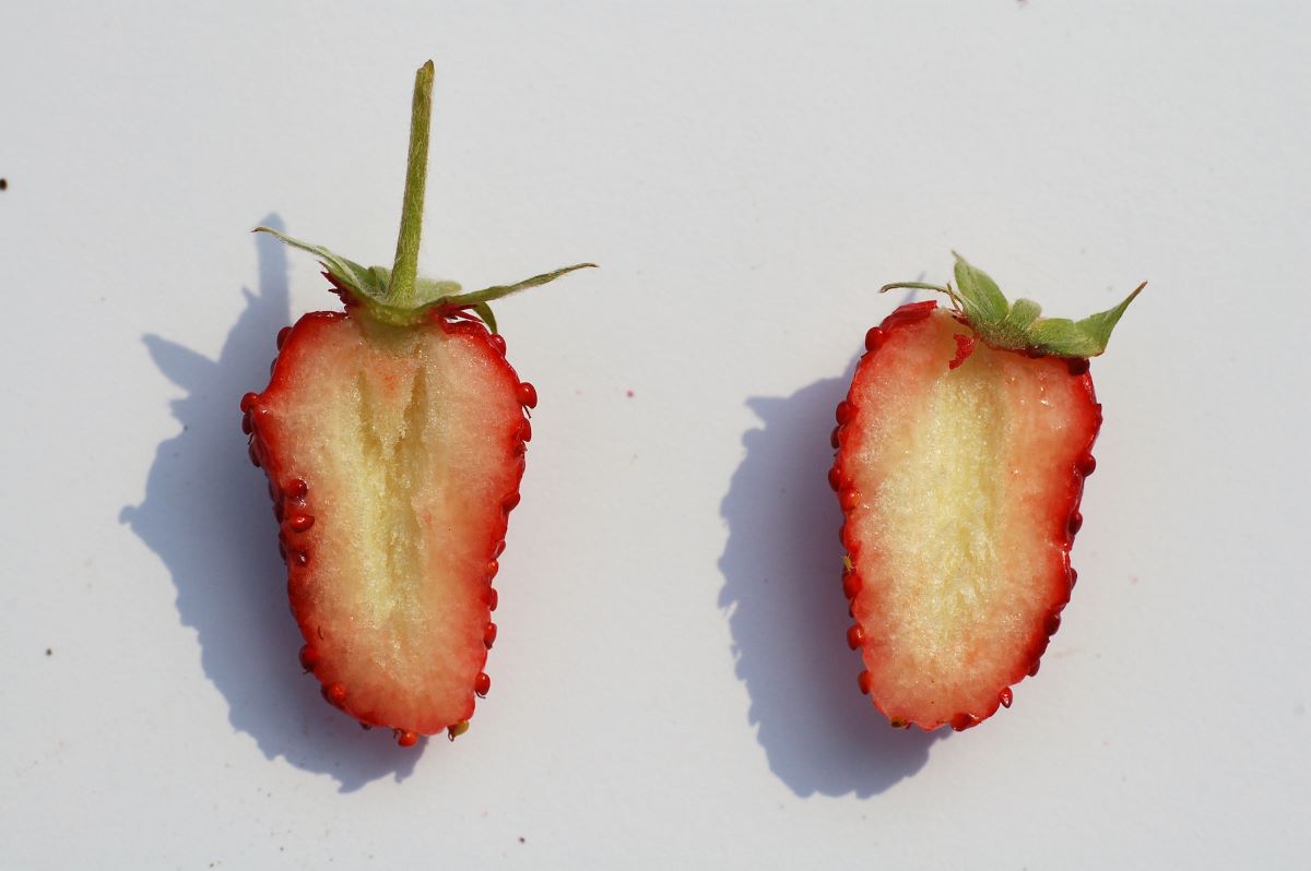 Rote Monatserdbeere aus Nidau