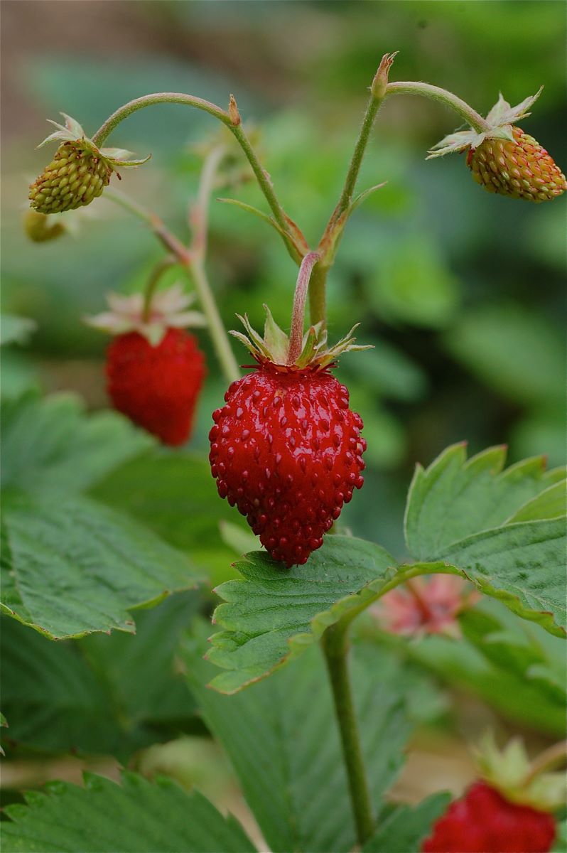 Rote Monatserdbeere aus Nidau