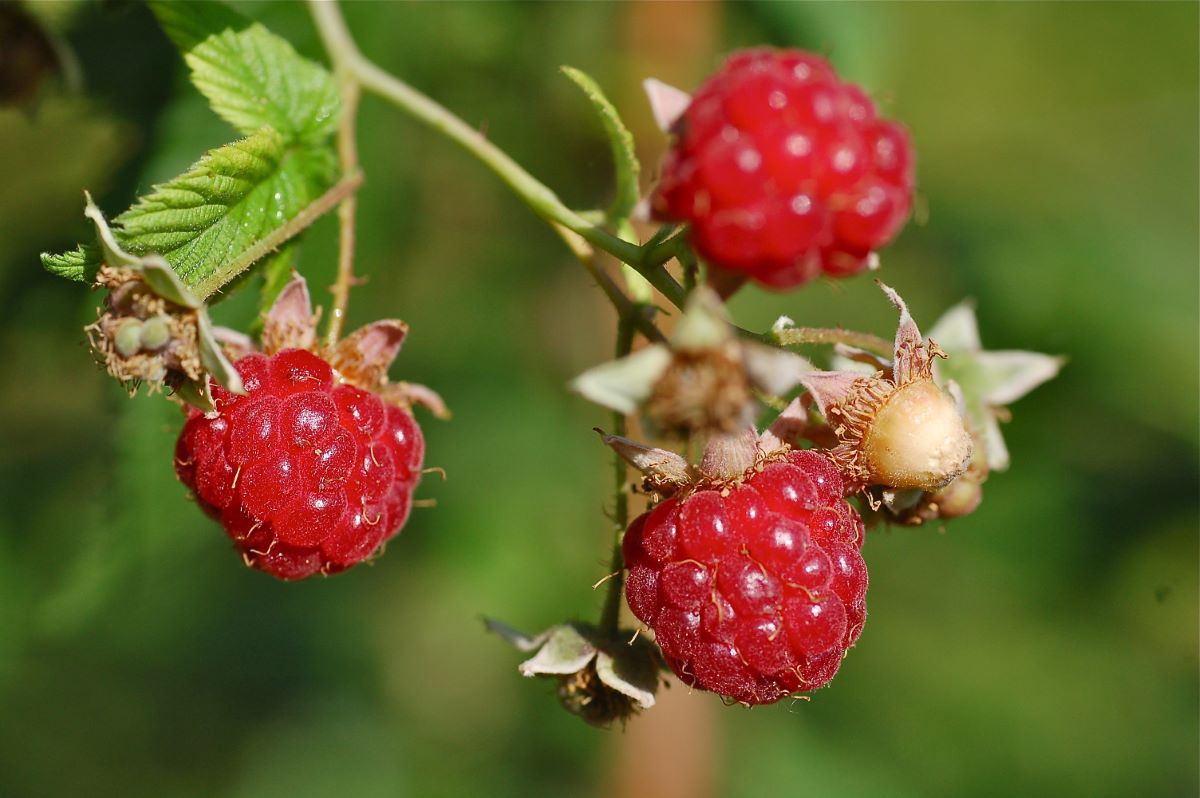 Rouge Précoce de Bâle