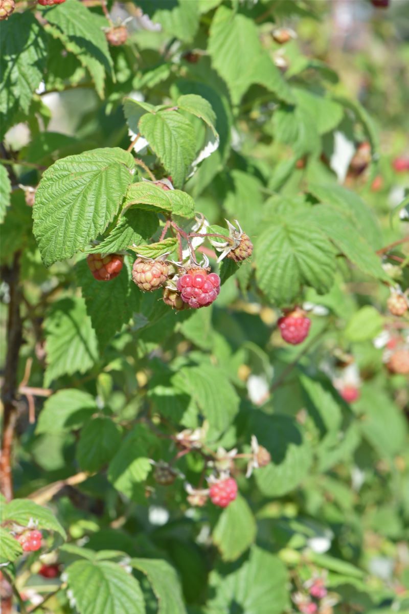 Rouge Précoce de Bâle