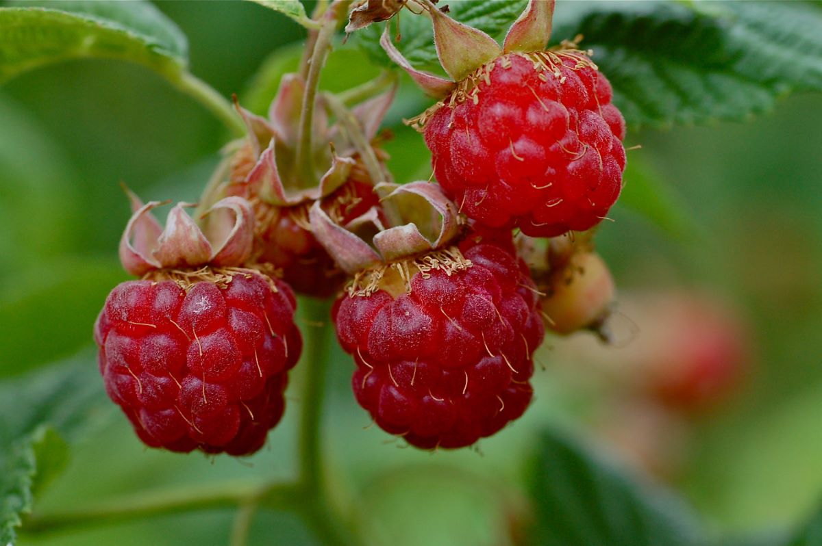 Rouge Précoce de Bâle