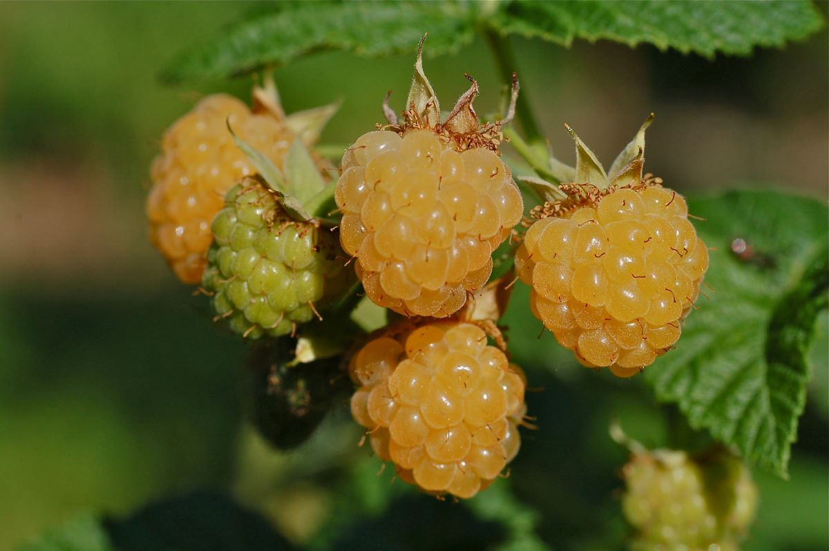 Gialla di Lohn-Ammannsegg