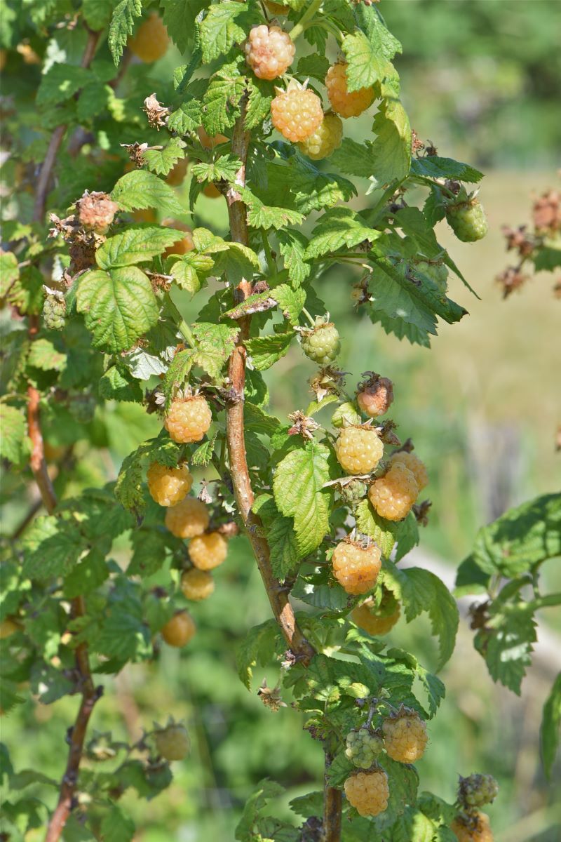 Gialla di Lohn-Ammannsegg
