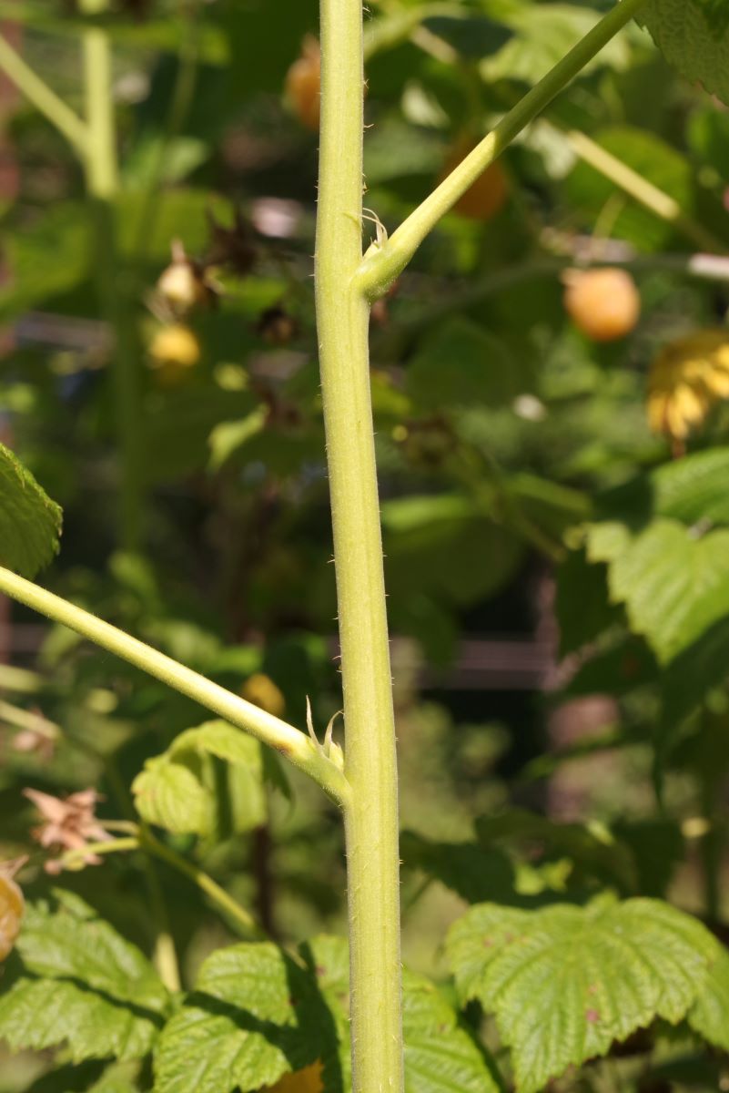 Gialla di Lohn-Ammannsegg