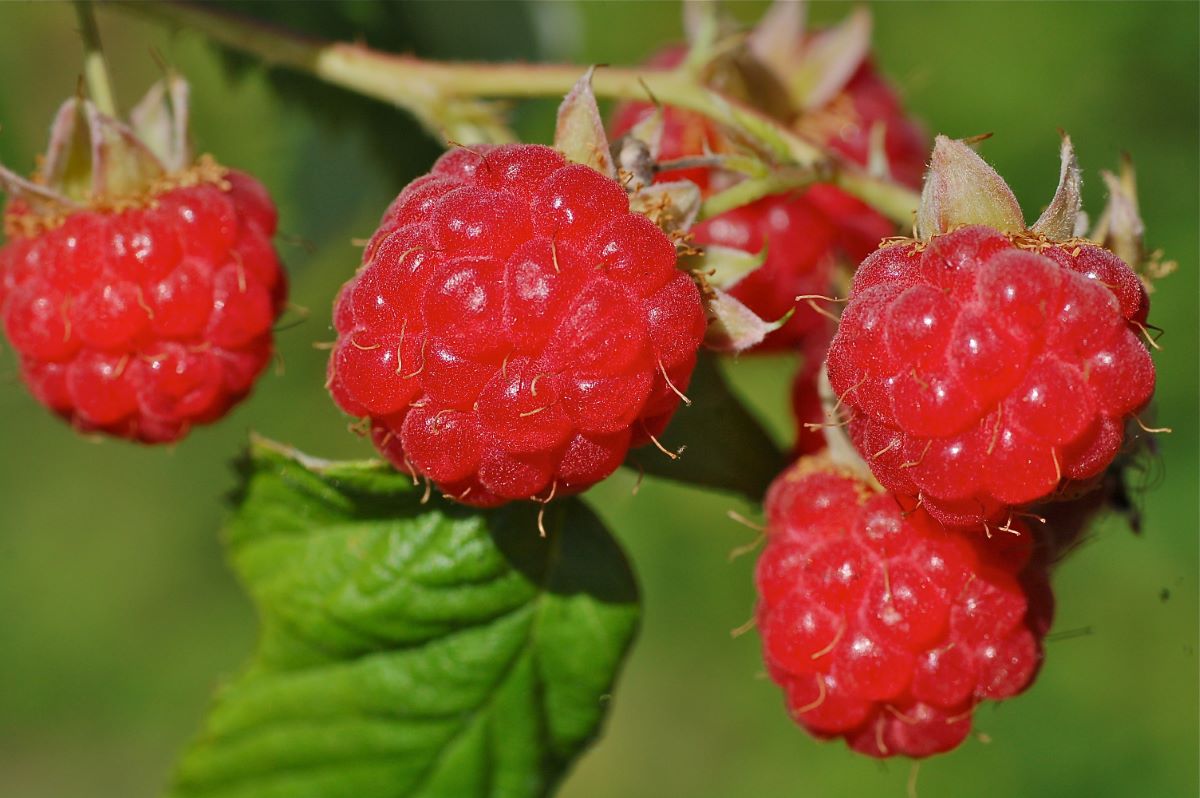 Rifiorente di Binningen