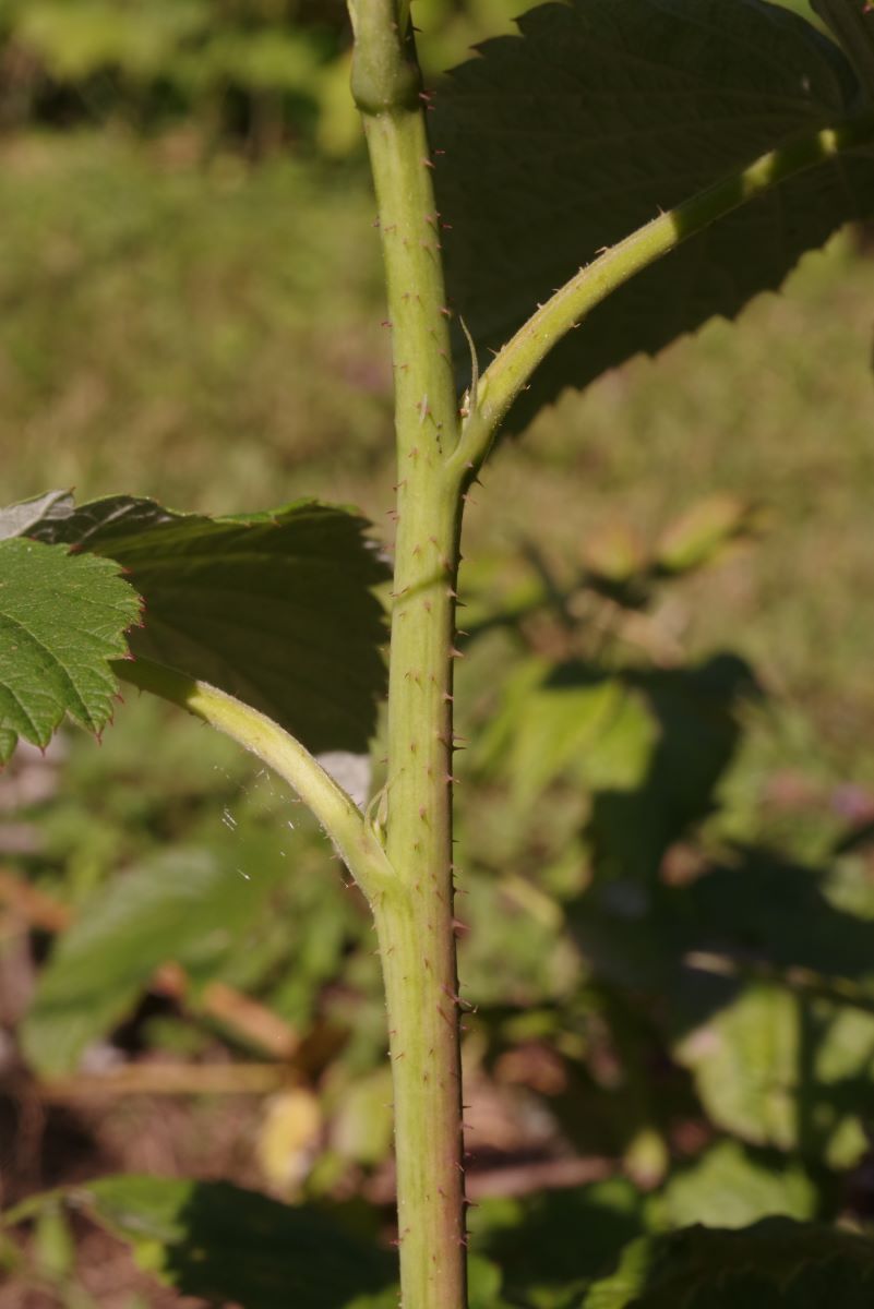 Rifiorente di Binningen