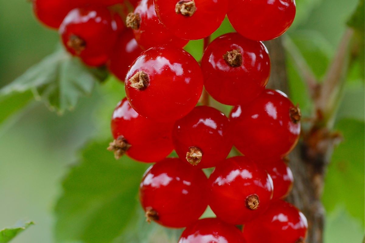 Rouge de Les Emibois-Muriaux